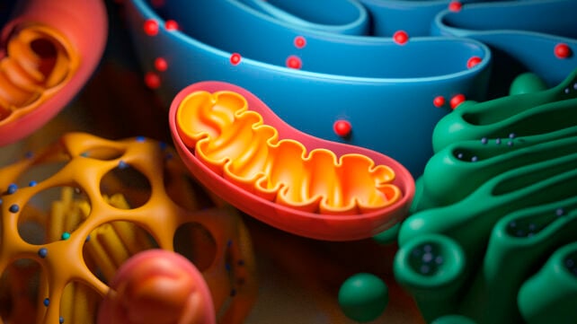 Mitochondria image