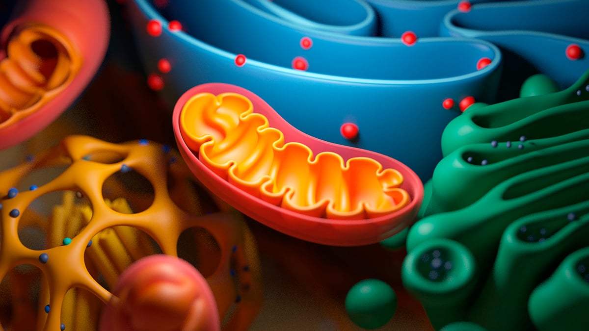 Scientists explore ways to reverse mitochondrial decline in aging cells