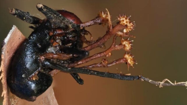 Scientists Discover Strange Horn-Shaped 'Hyperparasite', a World First