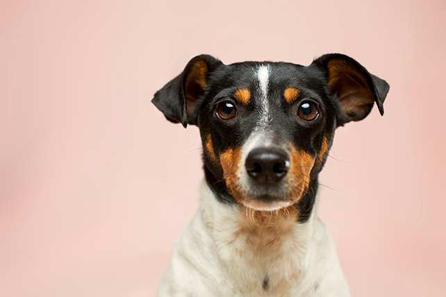 Pet dog