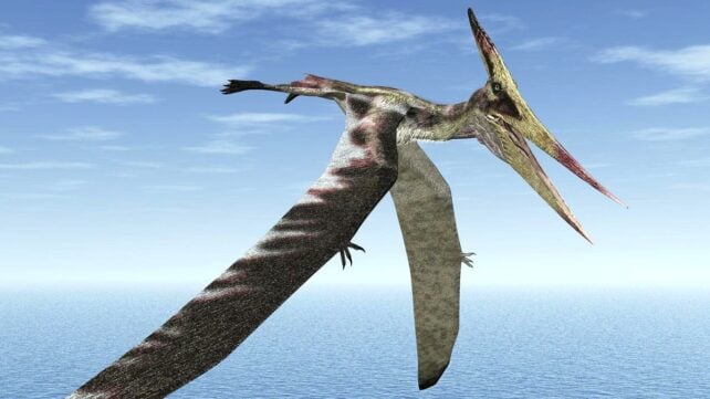 Pterosaur in flight