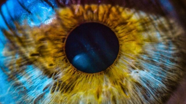 A Signal of Future Alzheimer's May Be Hidden in Your Eyes