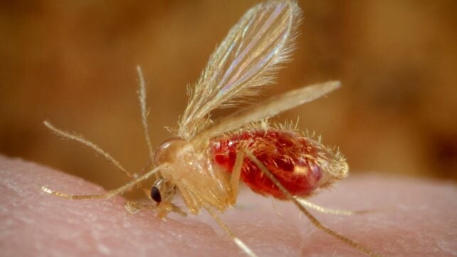 Parasites 'Reawaken' Woman's Rare Birth Anomaly Decades Later