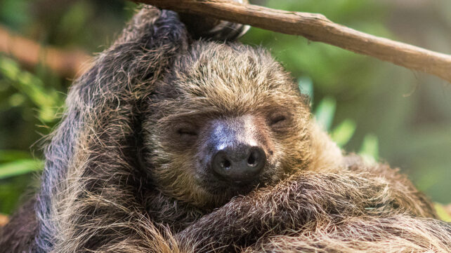 A sloth sleeping and hanging from a vine