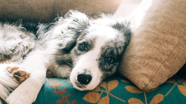 Border collie dog relaxing on sofa with pillows