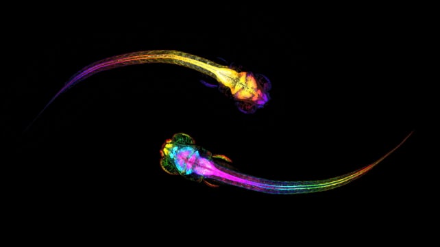 Socializing zebrafish