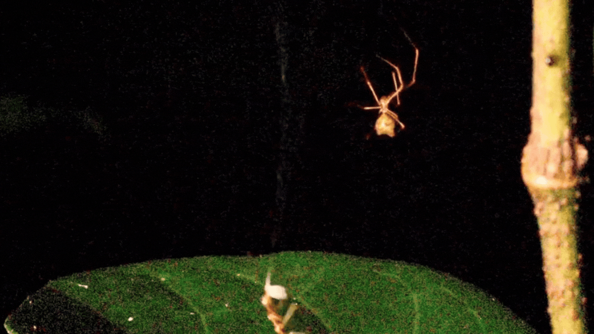 Scientists Discover a Spider That Catapults Prey Into Its Web at a Brutal 140 G