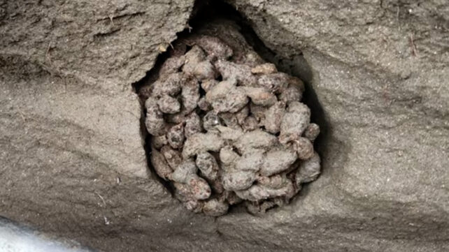 Scientists Dug Through Ancient Squirrel Poop And Found a Big Surprise
