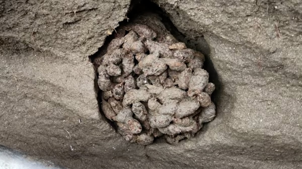 Scientists Dug Through Ancient Squirrel Poop And Found a Huge Surprise