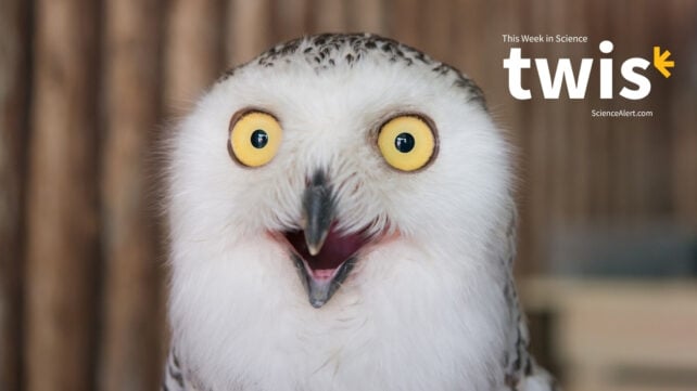 This Week in Science: Iceman Microbes, Bawdy Birds, And Much More!
