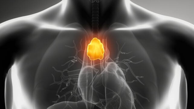 Medical illustration of a human upper torso with translucent lungs, heart and airways visible, and the thymus gland highlighted in yellow above the heart.
