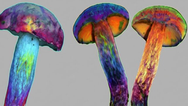 This Is Awkward: Mushrooms That Cause 'Tiny Human' Hallucinations Don't Contain Psychedelics