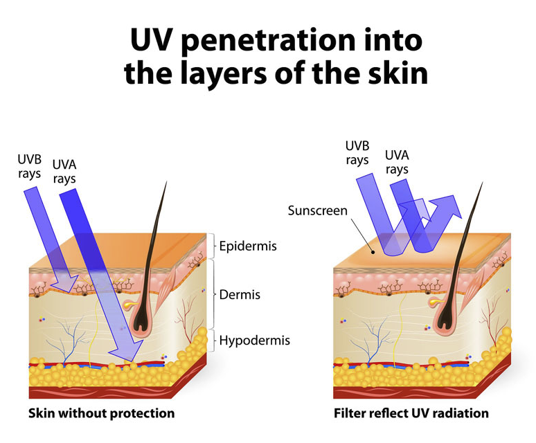 Graphic depicting UV penetration into layers of the skin