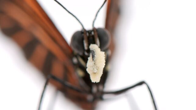 An Incredibly Long-Lived Butterfly May Hold The Secret To Slower Aging