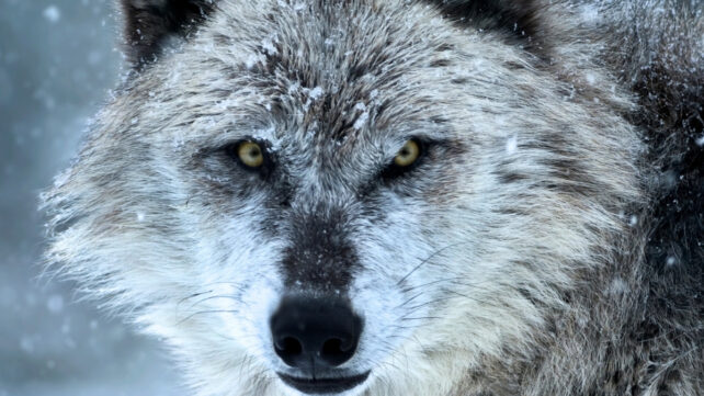 Yellowstone Wolves' Forest Revival Was Overstated, Scientists Say – wolf's face up close staring
