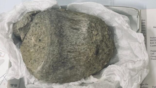 Fossil Kept in a Drawer For 40 Years Turns Out to Be Antarctica's First Evidence of Dinosaurs