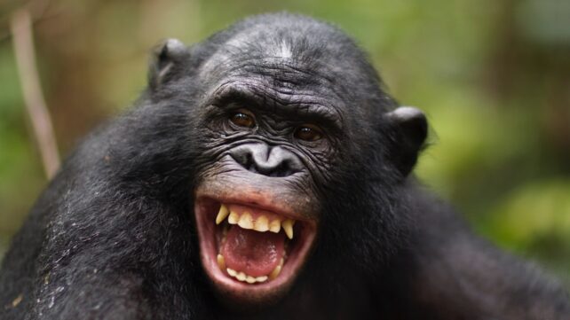 Humans And Apes Have Laughed The Same Way For Millions of Years, Study Suggests