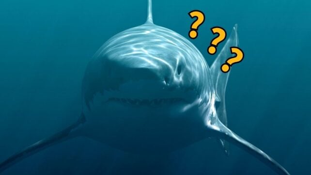 A large shark swims toward the camera underwater, with three yellow question marks placed beside its head.