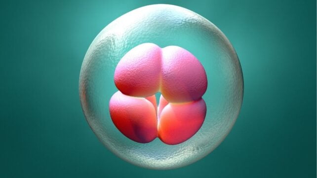One Missing Gene Would Stop Human Embryos From Forming Properly, Study Finds
