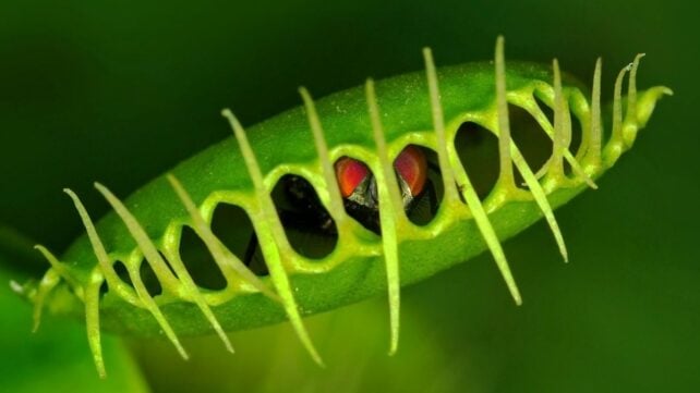 Scientists Finally Discover How Venus Flytraps Snap Shut So Fast