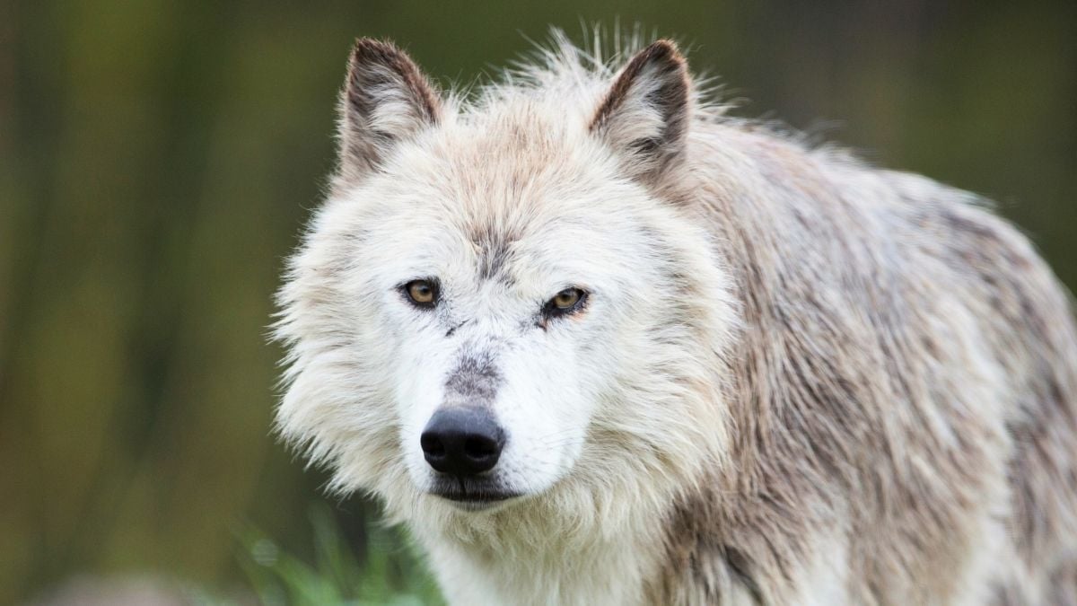 Yellowstone Wolves' Forest Revival Was Overstated, Scientists Say