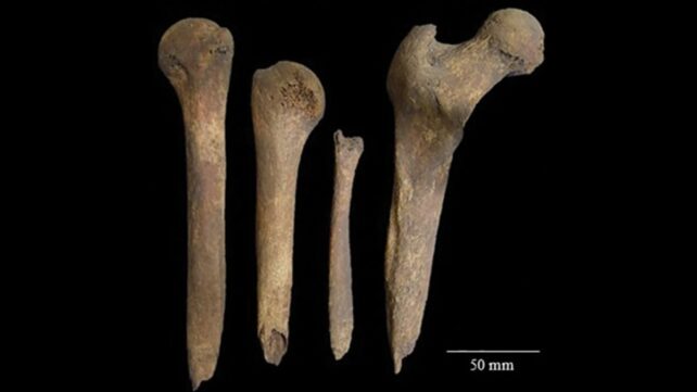 Someone Who Died 2,000 Years Ago Had Their Bones Whittled Into Tools