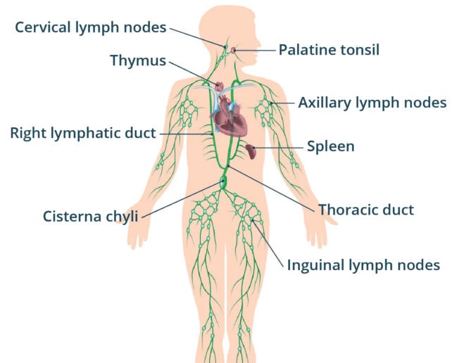 Illustration of the human lymphatic system, showing lymph vessels and labeled lymph nodes and organs including the cervical, axillary, and inguinal lymph nodes, thymus, spleen, thoracic duct, and right lymphatic duct.