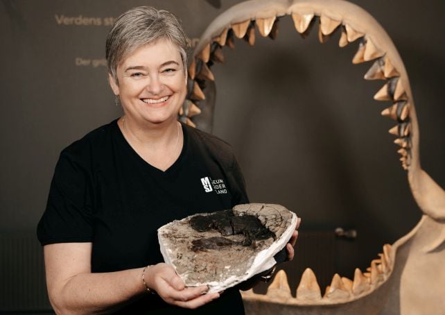 The Largest Known Megalodon Vertebra Was Found in The 1970s. Then It Went Missing.