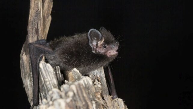 Ontario Child Dies From Rabies in First Locally Acquired Case Since 1967