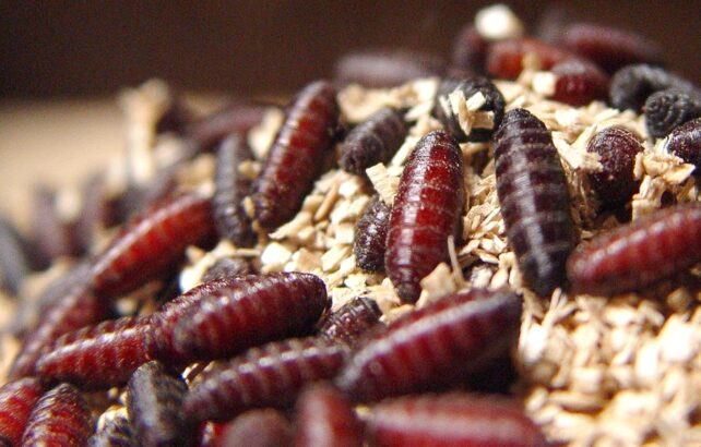 Flesh-Eating Parasite Returns to Texas For The First Time in Decades