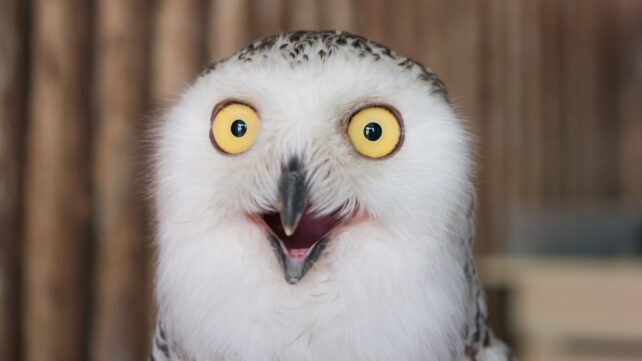 It Turns Out Birds Masturbate Too, And Evolution May Explain Why