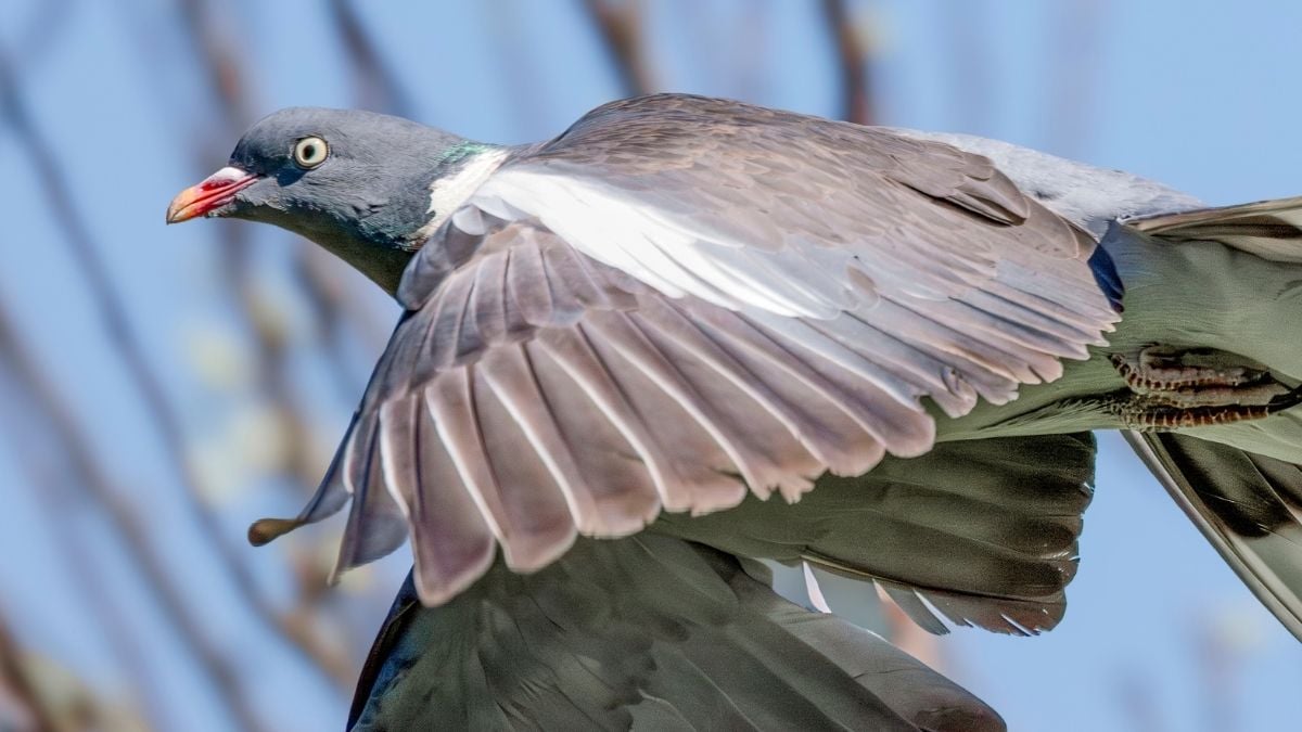 A Mysterious Quantum Compass May Be Hiding Inside Pigeons' Livers