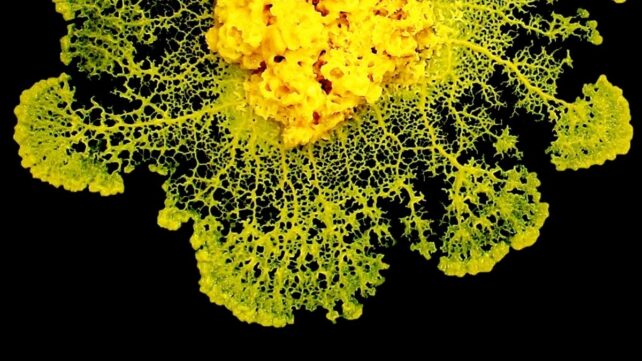 Physicists Discover How Slime Mold 'Makes Decisions' Without a Brain