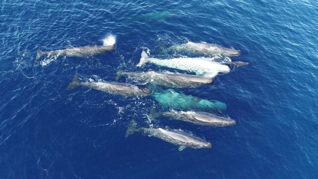 Whales Appear to Be Evolving a New Dialect in The Mediterranean Sea
