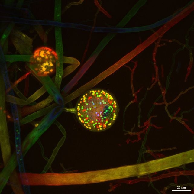 Earth's Hidden Fungal Web Is a Billion Times Longer Than The Earth-Sun Distance