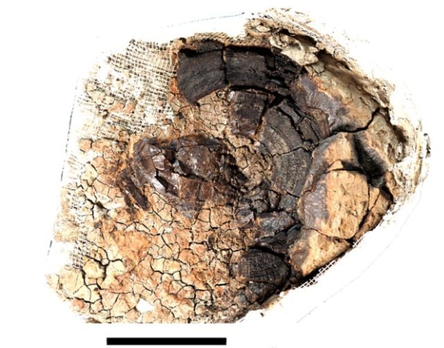The Largest Known Megalodon Vertebra Was Found in The 1970s. Then It Went Missing.