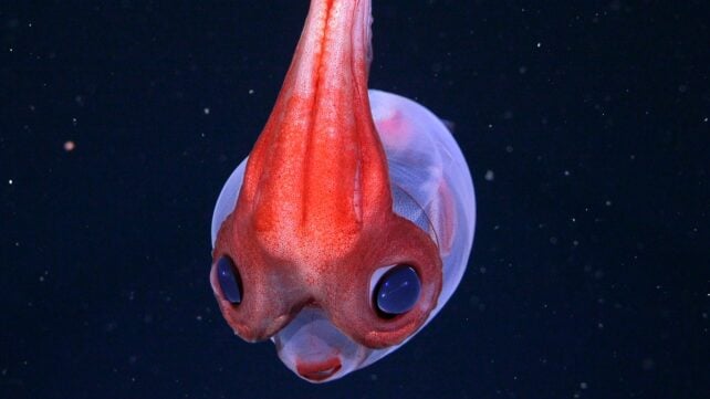 weird marine creature