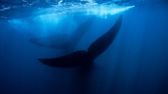 whales in blue water