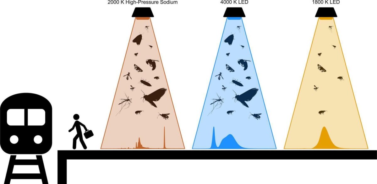 A Simple Lighting Swap Could Save Millions of Insects