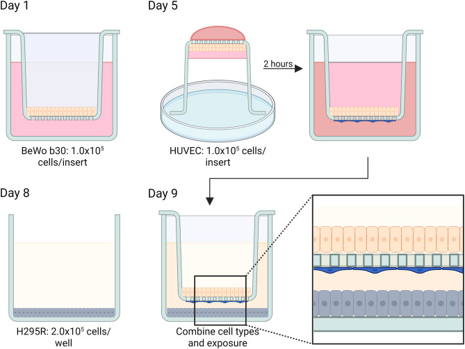 New Study Reveals Micro- And Nanoplastics Can Cross a Placental Barrier And Alter Hormone Production