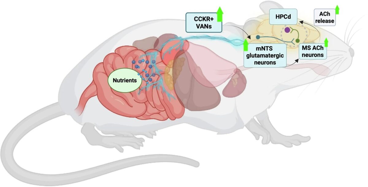 New Study Helps Explain How Food Might Solidify Our Memories