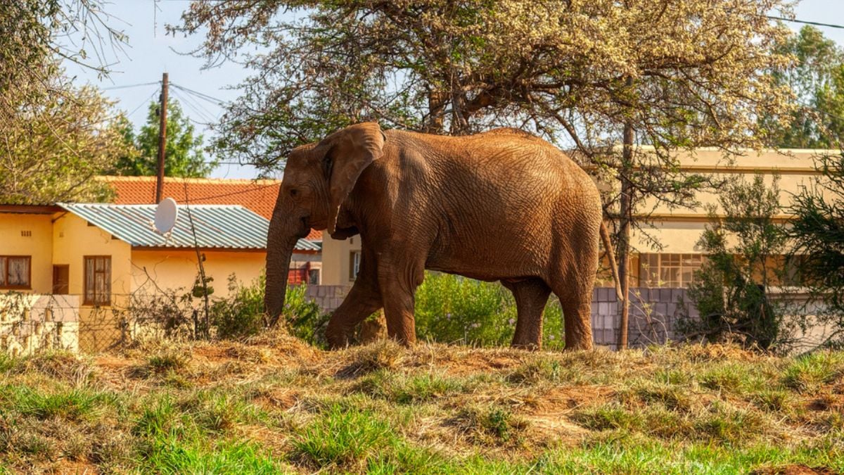 A 'War' Between Humans And Elephants Is Brewing in Southern Africa