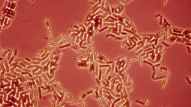 Drug-Resistant Superbugs May Be Jumping Between Pets And Humans, Scientists Warn