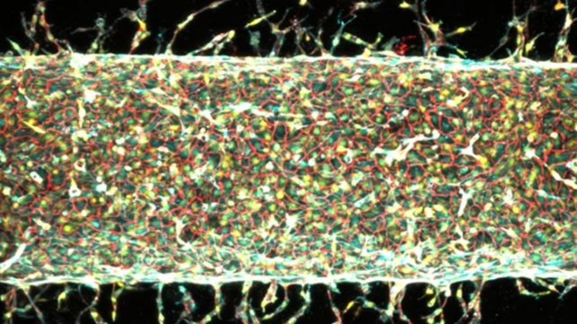 MIT Scientists Grew Artificial Blood Vessels In The Lab Using Magnets