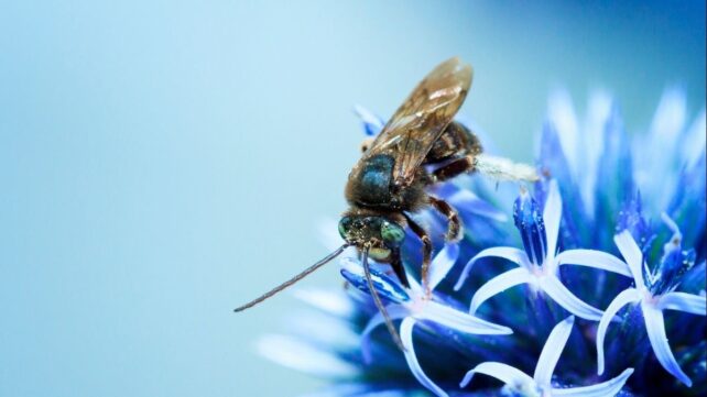 Scientists Think Bee Silk Could Be a Surprising New Supermaterial. Here's Why.