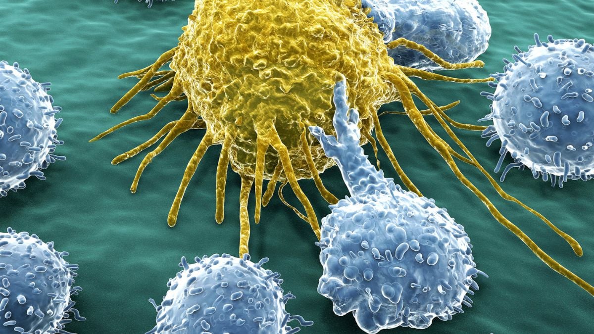 Scientists unlock method to grow limitless cancer-fighting macrophage cells