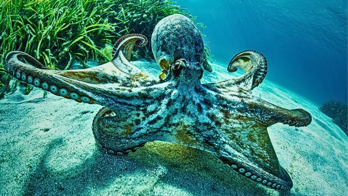 OCTOPUS BRAINS DEFY A LONG-HELD RULE ABOUT WHY ANIMALS EVOLVE INTELLIGENCE