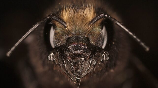 Bees (Yes, Bees) Make Silk &ndash; And Scientists Have Worked Out How to Recreate It in a Lab