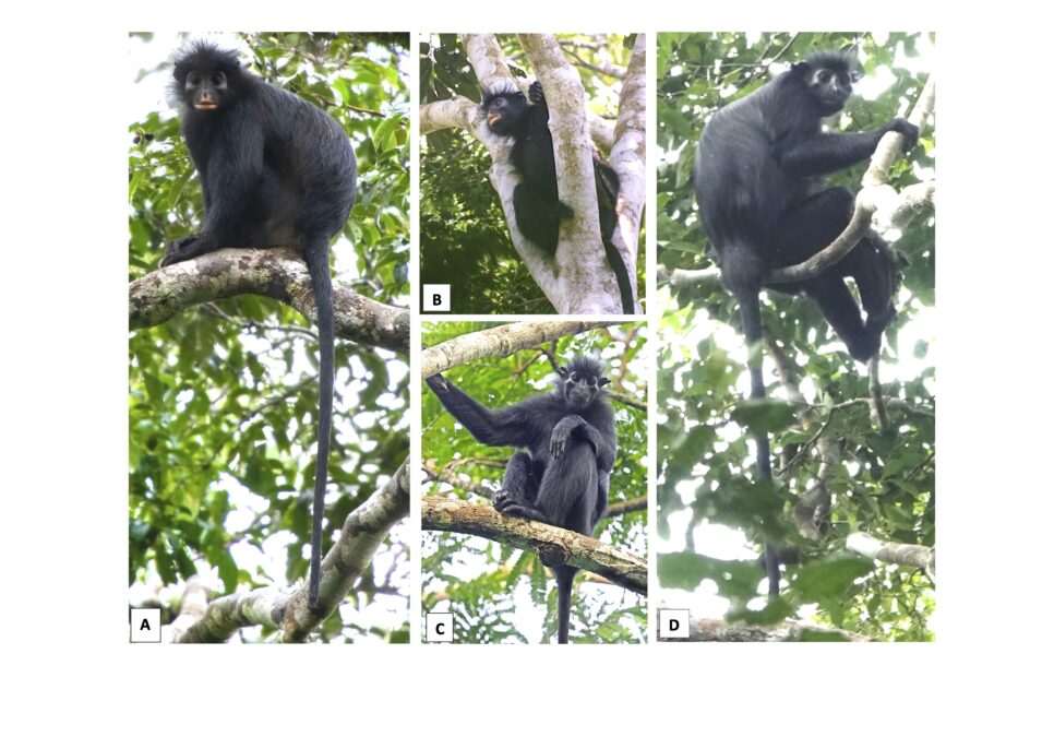 An Entirely New Species of Monkey Has Been Identified in The Congo Rainforest