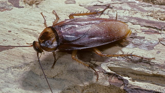 Cockroaches Have a 'Collective Memory' That Emerges From Their Social Networks